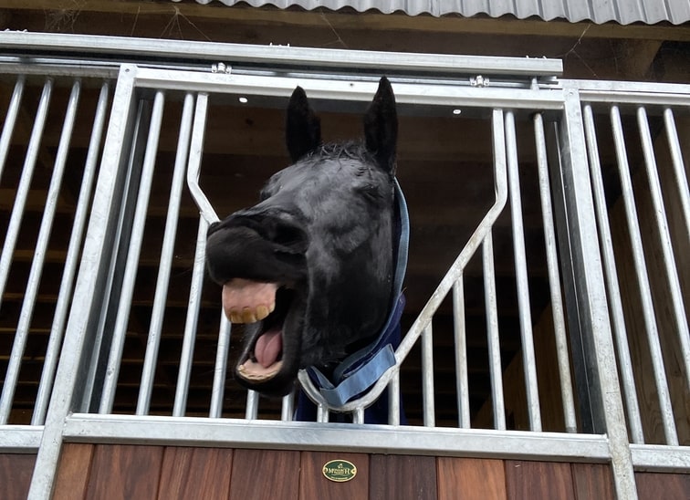 Black horse with head out of his stable yawning